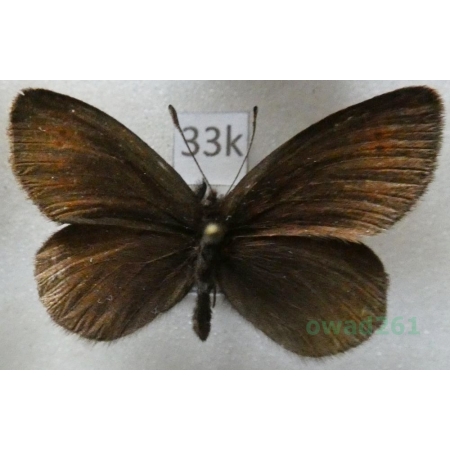 Erebia epiphron (Knoch, 1783) male Górówka epifron Italy33k